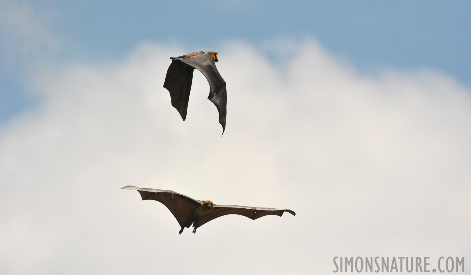 Pteropus giganteus [550 mm, 1/5000 Sek. bei f / 8.0, ISO 1600]